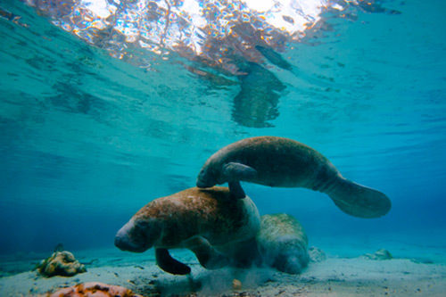 aquariums and things to do near anna maria island mote marine aquariums and things to do near anna maria island mote marine
