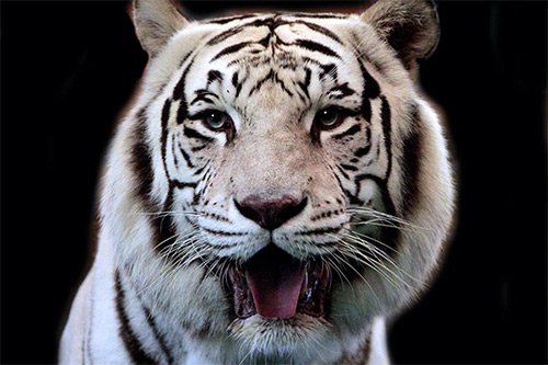 big-cat-habitat-things-to-do-close-to-anna-maria-island big-cat-habitat-things-to-do-close-to-anna-maria-island