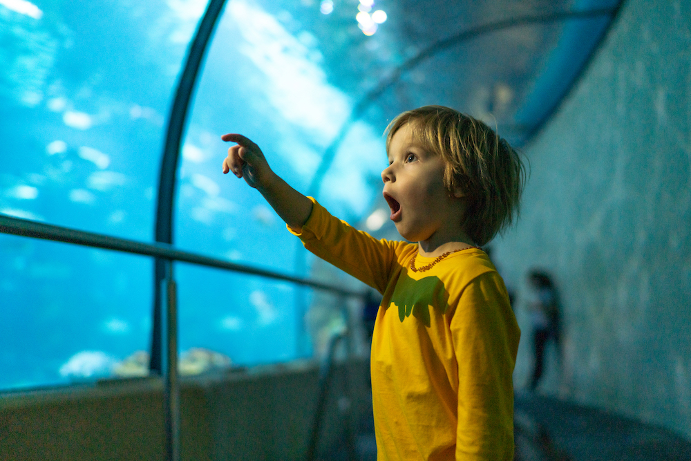 Kid looking in awe at an aquarium 