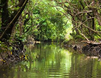 anna maria island companies that do kayak tours