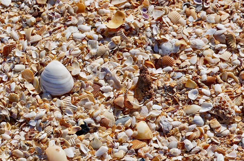 best places to shell on anna maria island bean point coquina.jpg best places to shell on anna maria island bean point coquina