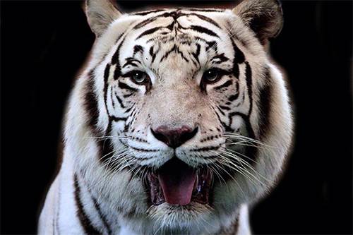 big-cat-habitat-things-to-do-close-to-anna-maria-island big-cat-habitat-things-to-do-close-to-anna-maria-island