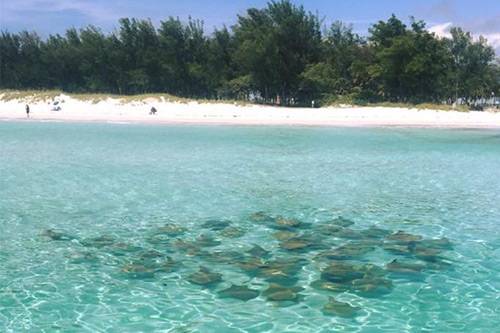 dolphin tours sailing anna maria island captain kathe dolphin tours sailing anna maria island captain kathe