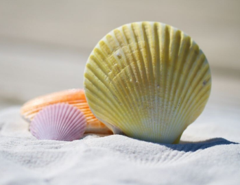 Anna Maria Island Souvenirs 