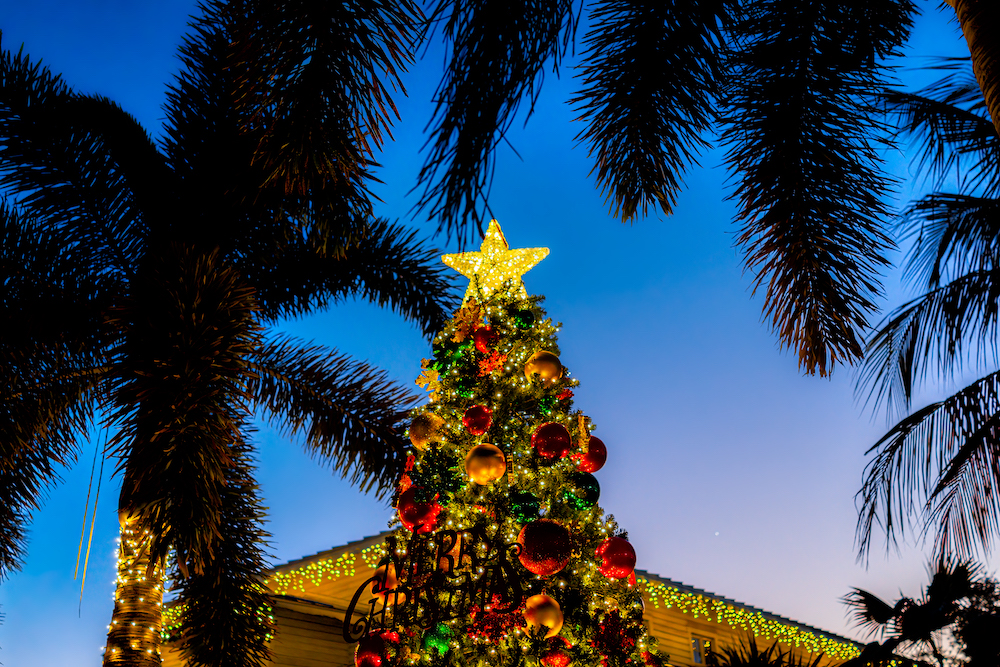 Christmas tree lit up with palm trees beside it