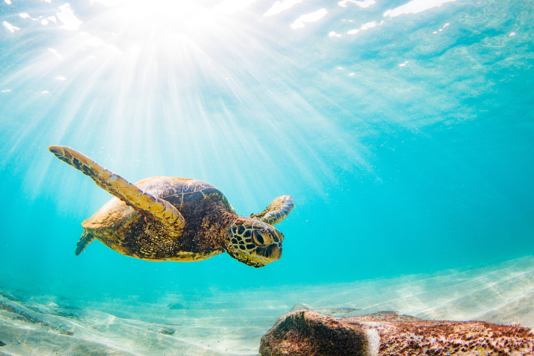 Sea Turtle Nesting Season on Anna Maria Island
