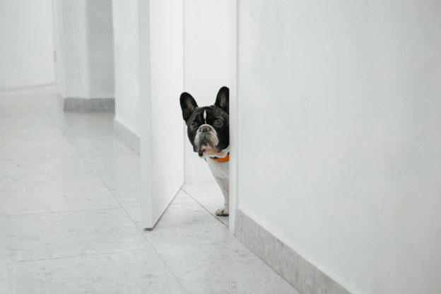 Planning a Pet-Friendly Vacation on Anna Maria Island