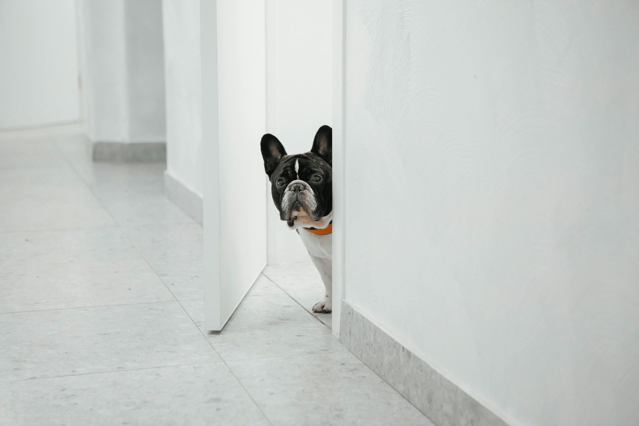 Planning a Pet-Friendly Vacation on Anna Maria Island